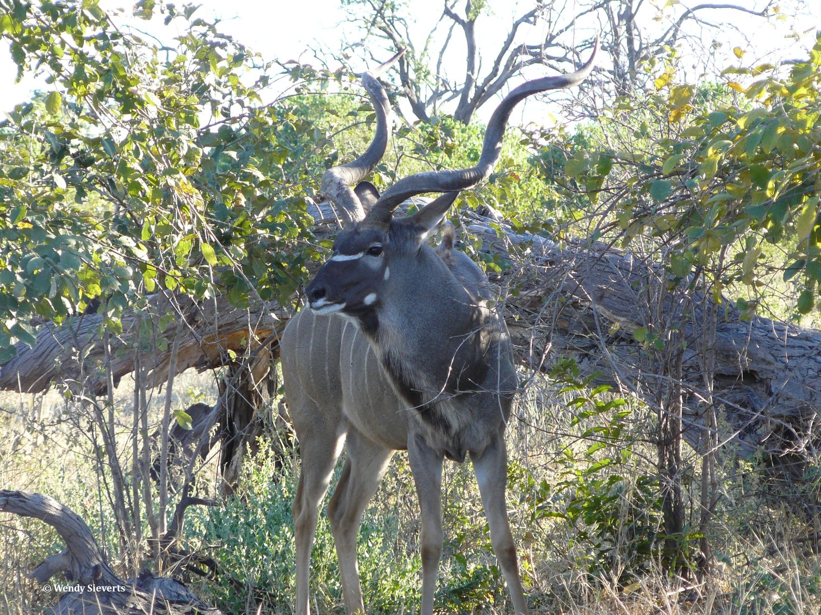 Kudu kijkend naar links in Chobe National Park in Botswana