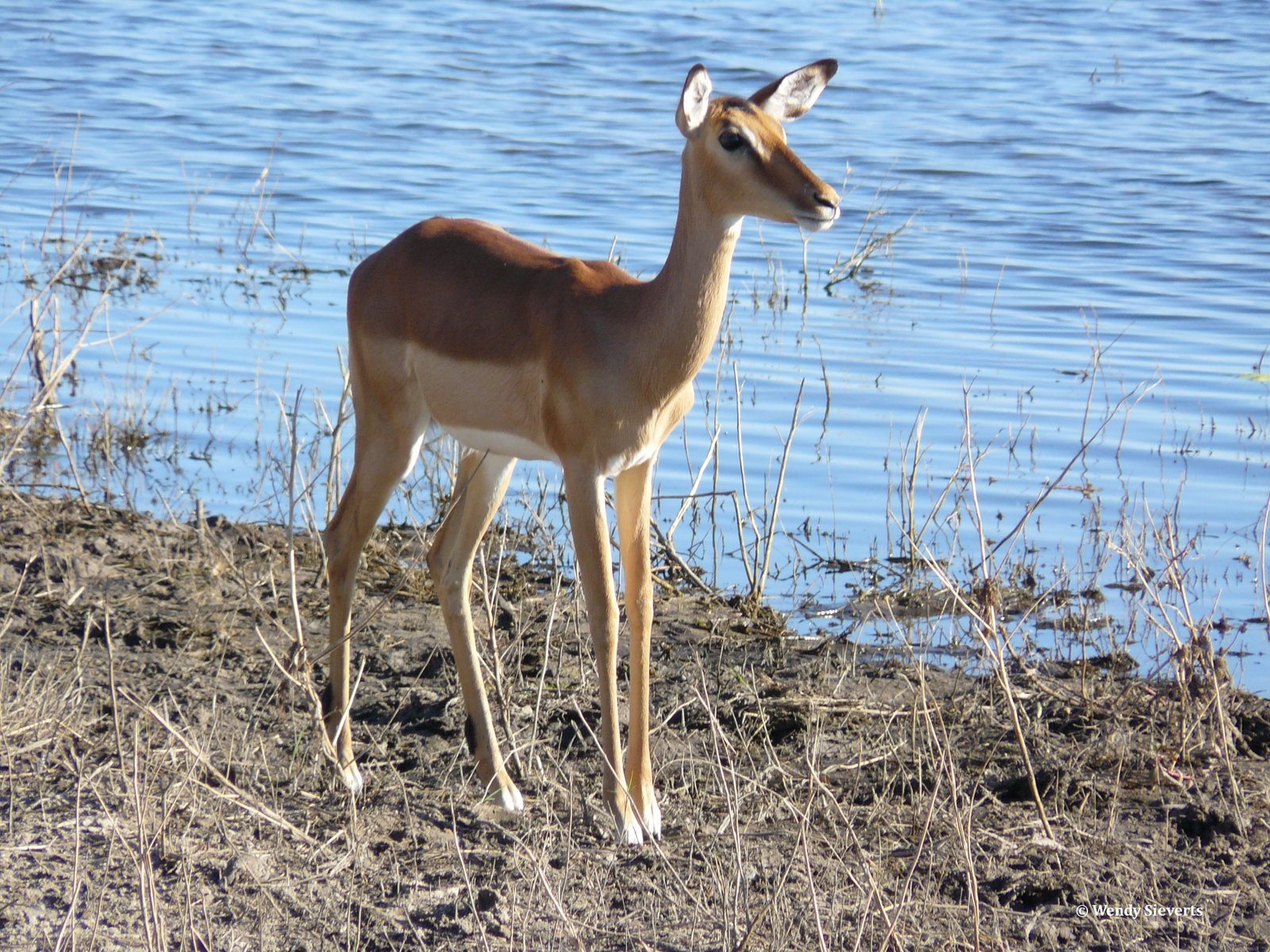 Jonge antilope in Chobe National Park, Botswana