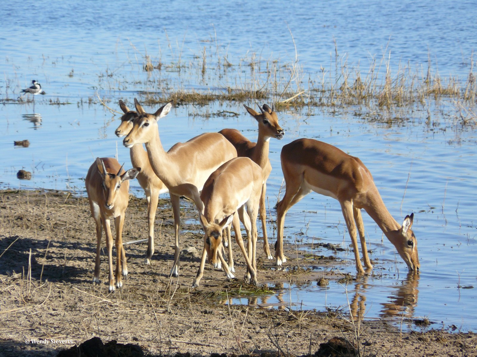 Antilopes die water aan het drinken zijn aan de oever van de Chobe rivier in Chobe National Park, Botswana