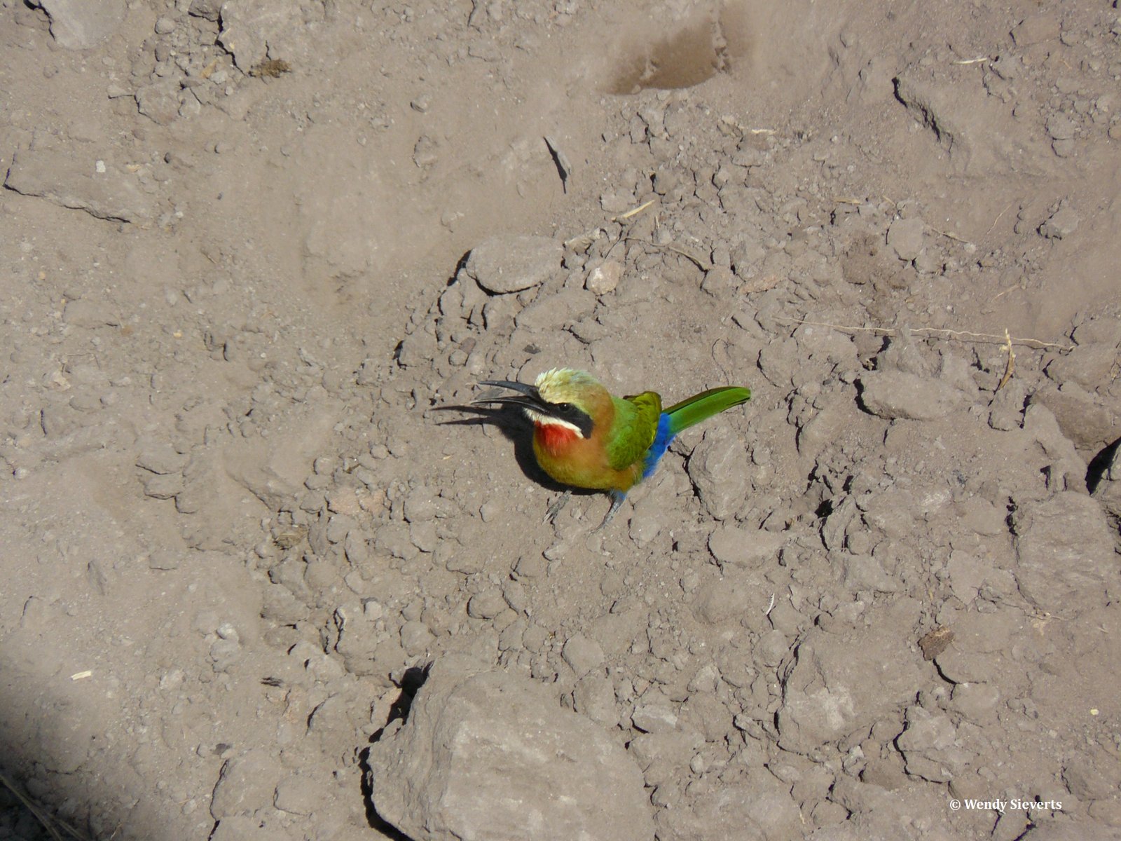 Groen en gele bee-eater vogel in Chobe National Park in Botswana