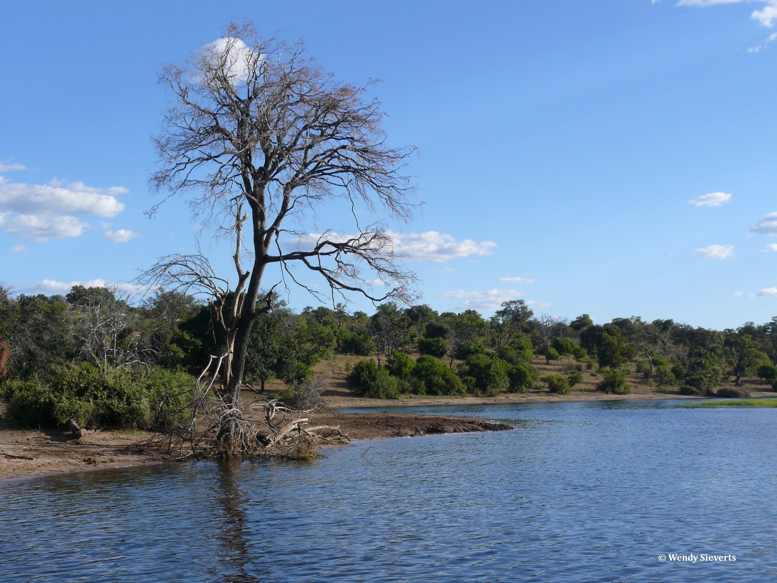 Landschap met een grote boom aan de oever van de Chobe rivier in Chobe NP in Botswana