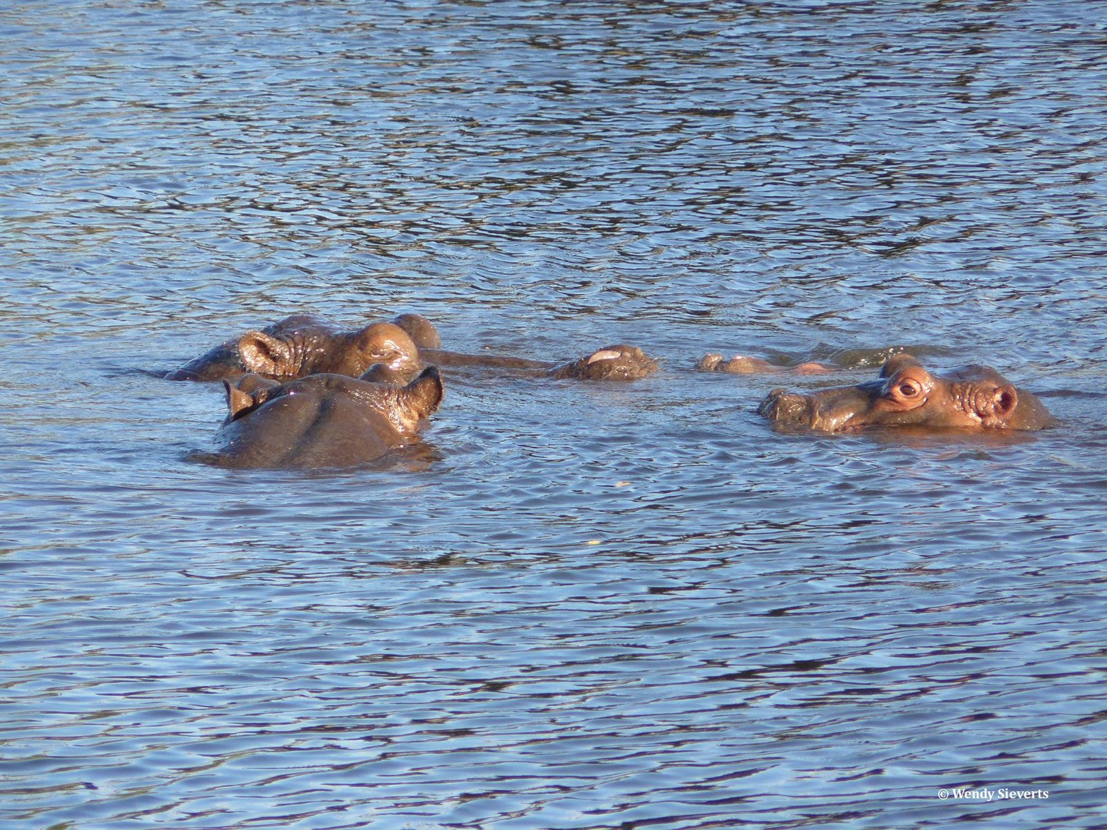 Nijlpaardhoofden boven het water uit van de Chobe rivier in Chobe National Park in Botswana