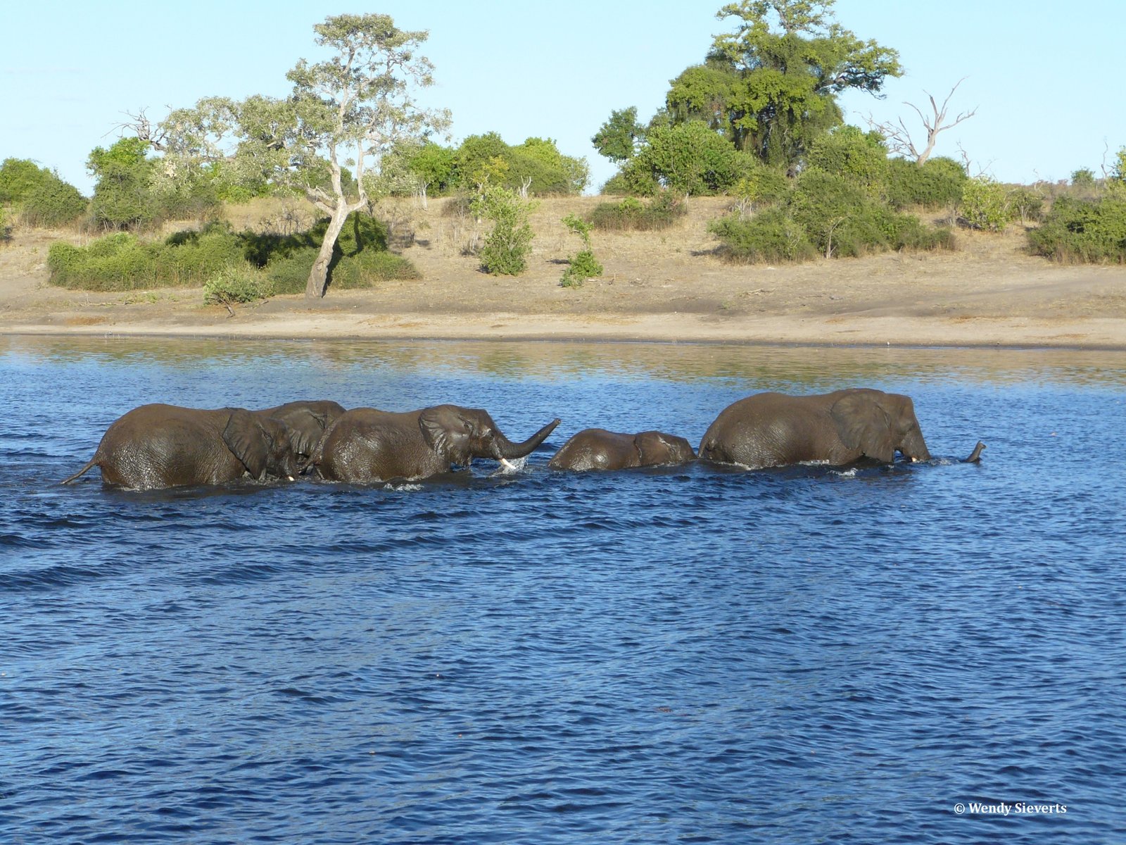 Olifanten in het water van de Chobe rivier in Chobe National Park in Botswana