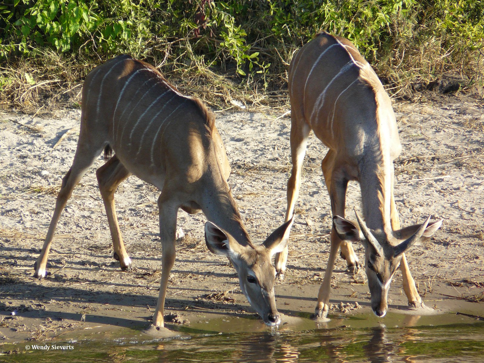Twee kudus die water aan het drinken zijn bij de Chobe rivier in Chobe NP in Botswana