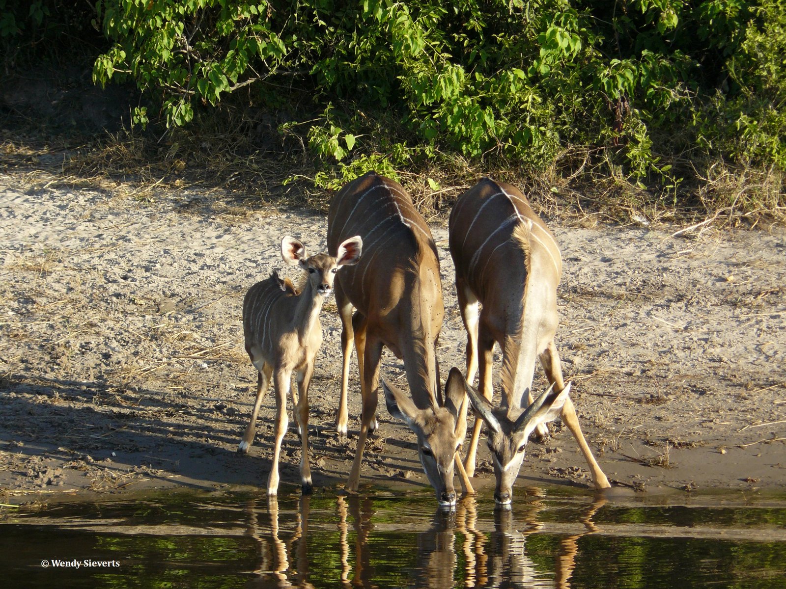 Drie kudus die water drinken uit de Chobe rivier in Chobe National Park in Botswana