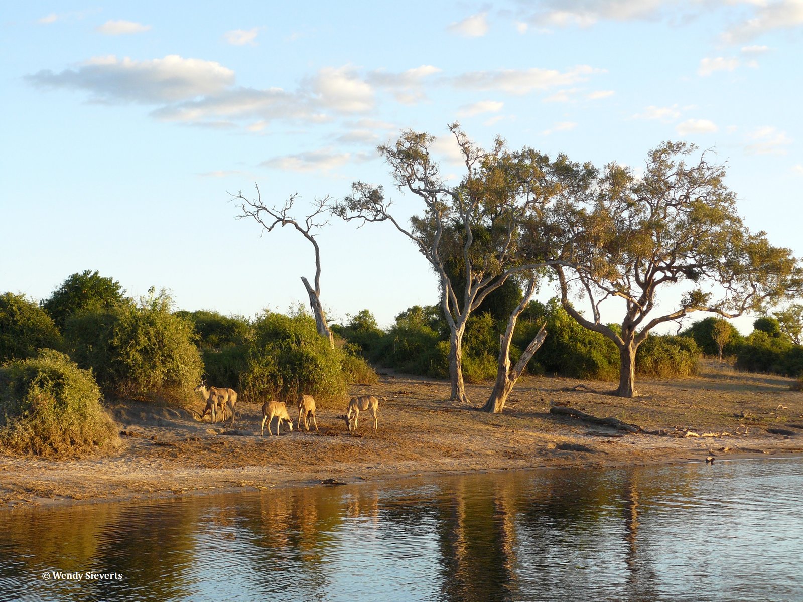 Landschap met dieren langs de oever van de Chobe rivier in Chobe National Park, Botswana
