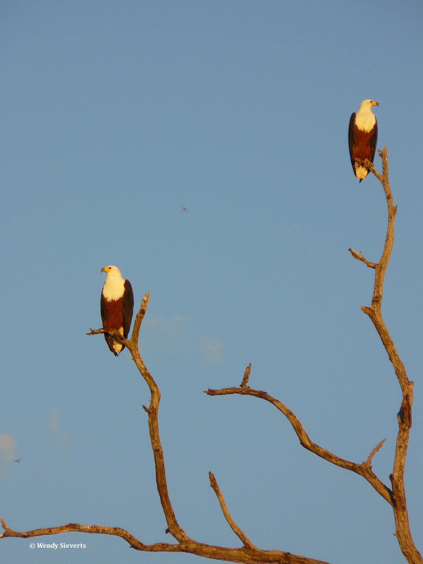 Twee visarenden in een boom in Chobe National Park in Botswana