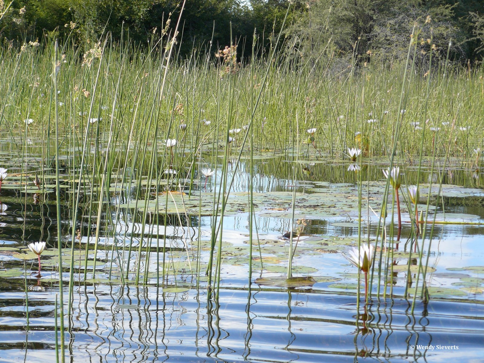 Waterlelies in de Okavangodelta in Botswana