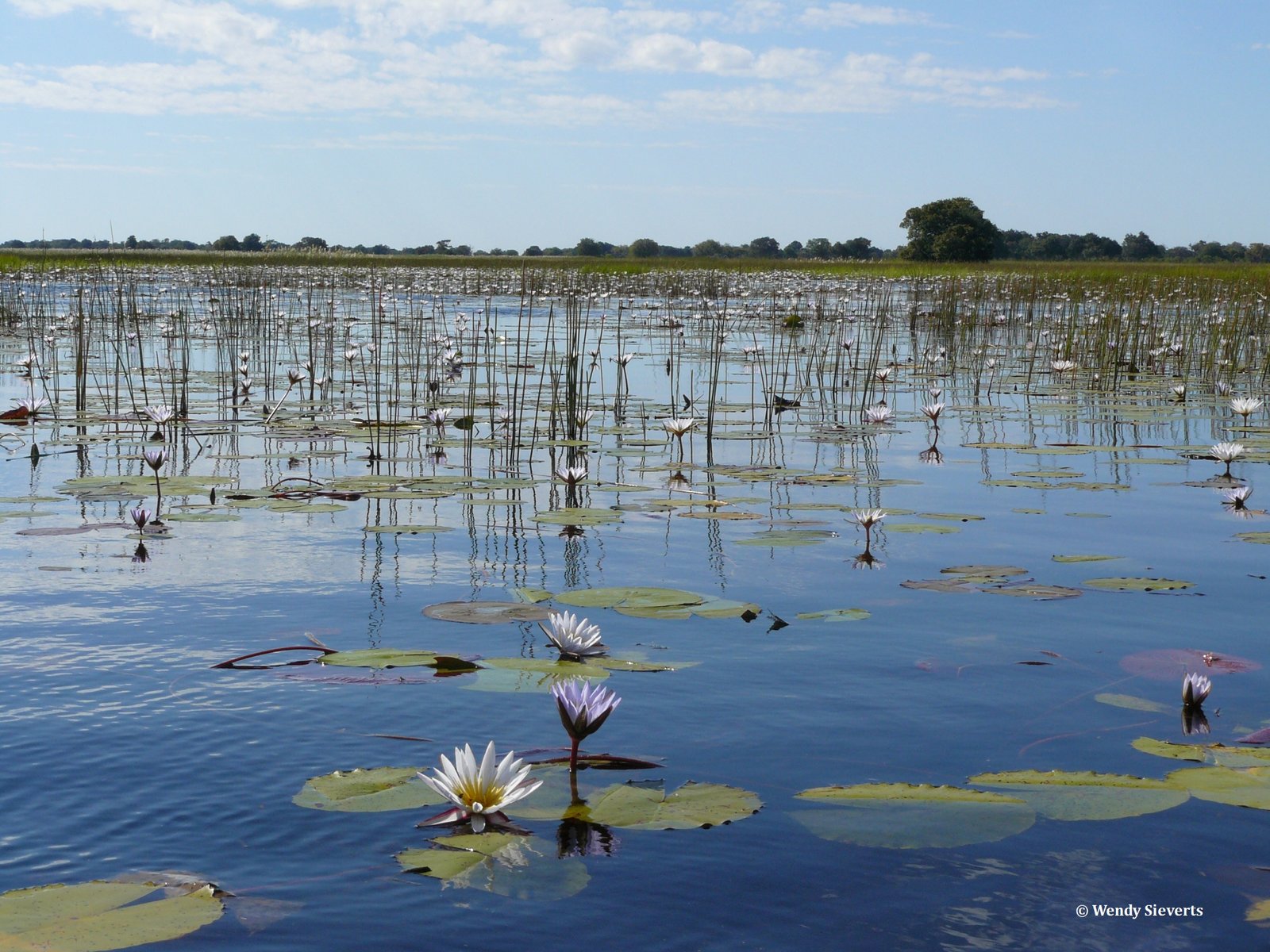 Water landschap en waterlelies van de Okavangodelta in Botswana