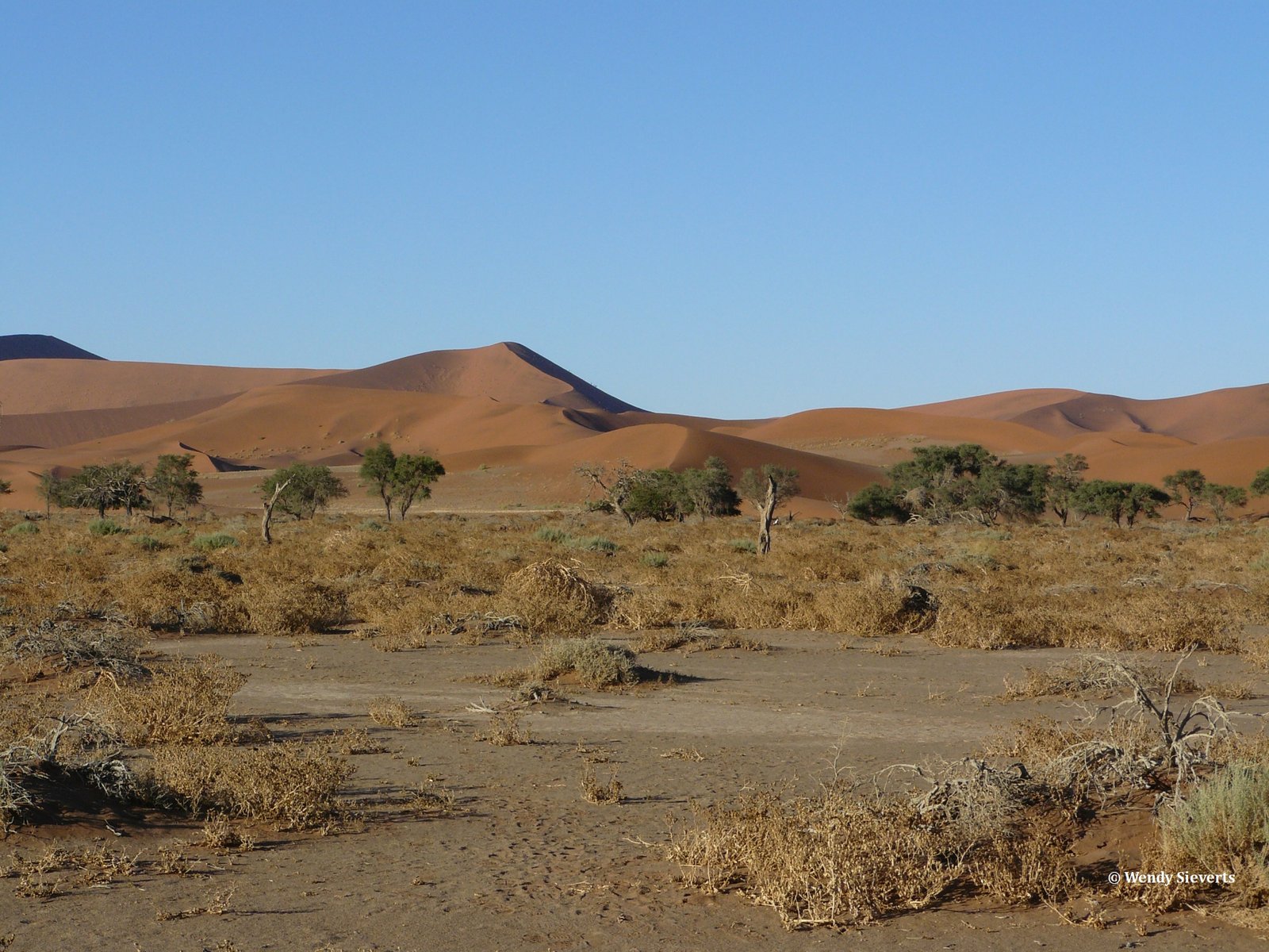 Rode zandduinen met op de voorgrond struiken en bomen in de Sossusvlei in Namibië