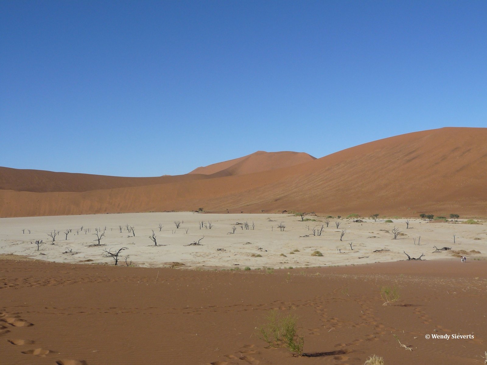 Een paar taaie plantjes tussen de rode zandduinen in de Deadvlei bij Sossusvlei in Namibië
