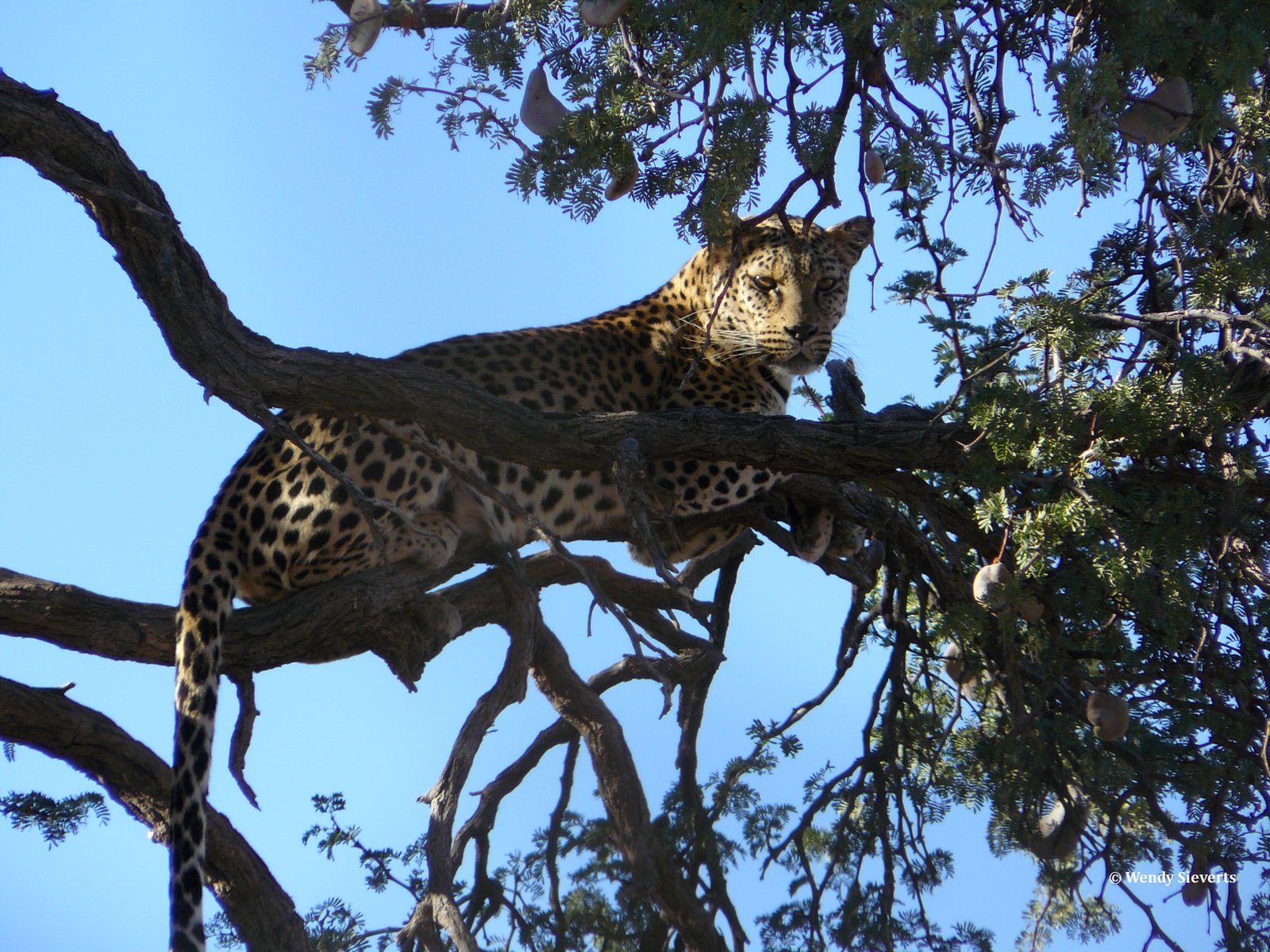 Luipaard liggend hoog in een boom in Namibië